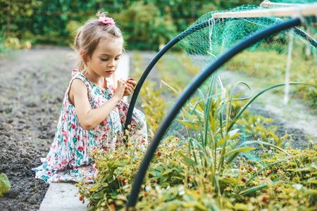 Adorable little girl gathering organic small strawberry in the garden. Summer outdoor activities.の写真素材