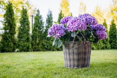 A bush of blooming purple hydrangeas in a basket pot in the gardenの写真素材