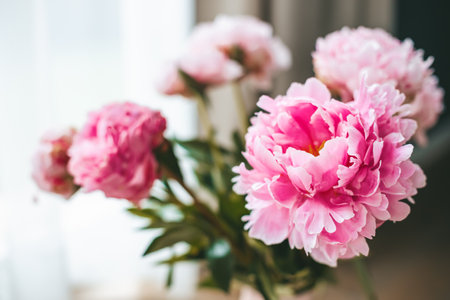 Close-up delicate pink petals of peonies flowersの写真素材