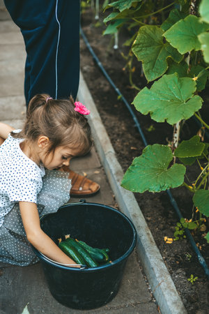 Little girl putting freshly picked cucumbers to the bucket. She is helping her grandfather to pick vegetables in a greenhouse.の写真素材