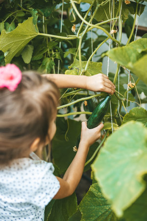 Little girl picking a fresh cucumber from a branch in a greenhouseの写真素材
