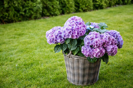 Purple hydrangea flowers with delicate petals in the patio