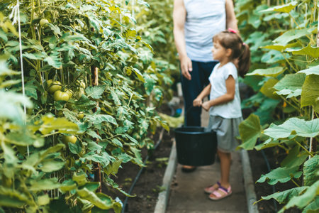 Green tomatoes growing on a branch and little girl with a bucket on a background. Selective focus.の写真素材