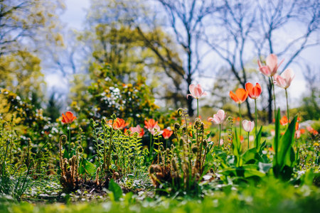 A well-maintained spring garden with beautiful tulips, showcasing the beauty of these seasonal flowers in their natural settingの写真素材