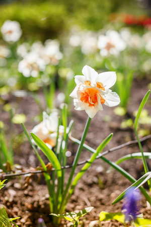 A vibrant daffodil with a unique orange center, standing out amidst other flowers and greenery,...