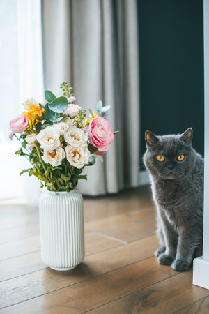 A grey British cat with bright yellow eyes is curiously peeking from behind a corner, and a vase of vibrant, colorful flowers standing nearの写真素材