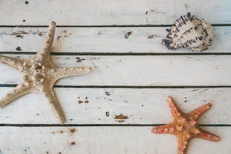 Top view of two starfishes and a seashell lying on a rustic white wooden background