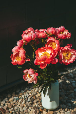 A white vase with vertical ridges holds a beautiful bouquet of vibrant pink peoniesの写真素材