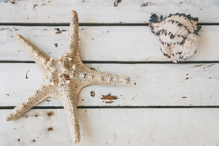 Top view of a starfish and a seashell lying on a rustic white wooden surfaceの写真素材