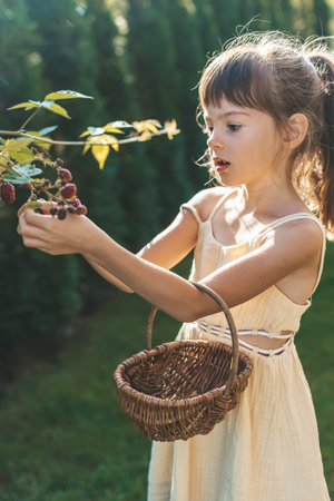 A young girl, 5-6 years old, picking blackberries from a bush in a vibrant garden, illuminated by sunlight, and carrying a wicker basketの写真素材
