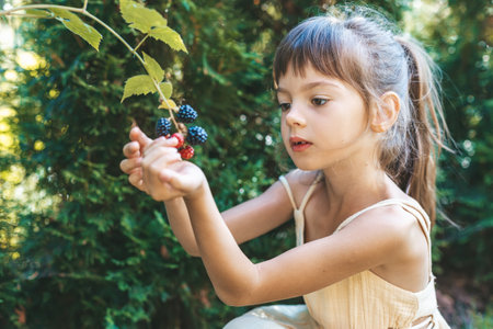 Adorable 5-6-year-old girl in a lush, sunny garden, picking blackberries from a bushの写真素材