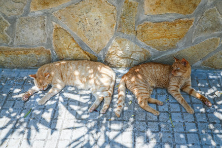 Basking in the sunlight against a rustic stone wall, two red cats resting comfortably, with leaf-shaped shadows adding to the tranquil sceneの写真素材