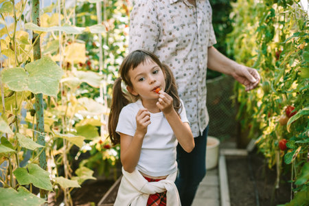 Little girl eating a cherry tomato, standing in a greenhouse next to her grandfather, surrounded by lush tomato plantsの写真素材