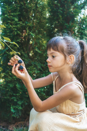 Beautiful little girl, 5-6 years old, picking blackberries from a bush in a lush gardenの写真素材