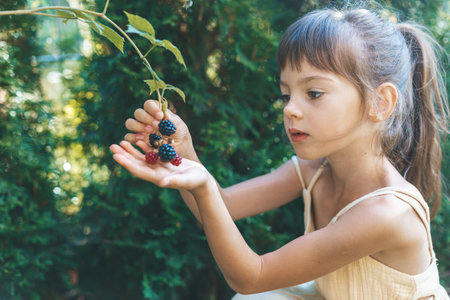 Beautiful little girl, 5-6 years old, collecting berries from a bush in a well-lit gardenの写真素材
