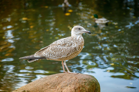 A juvenile gull standing on a rock near a pond. The bird's mottled brown and white plumage.の写真素材
