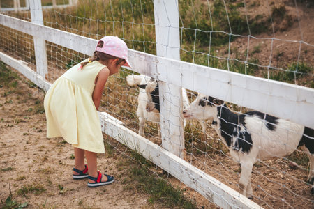 A little girl in a yellow dress and pink cap leaning over a white fence to interact with two goats. The rural setting, with grass and a dirt path in the backgroundの写真素材