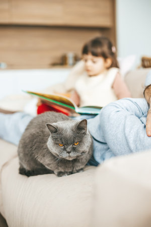 A grey British cat with orange eyes lying on a beige sofa, with a girl in the background reading a book. A cozy moment of domestic life.の写真素材