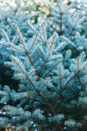 A close-up view of a coniferous tree, focusing on its needle-like leaves. The intricate natural patterns and textures of the tree's foliageの写真素材
