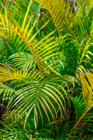 Palm leaves, featuring vivid greens with hints of yellow at the edges due to sun exposure, showcasing the leaf's intricate structureの写真素材