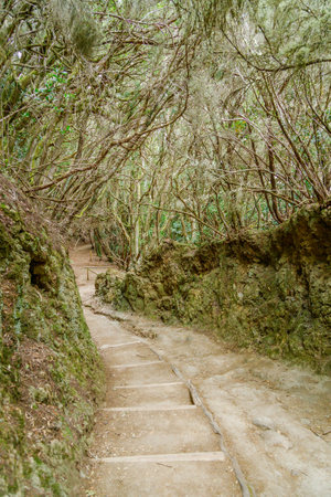 The Sendero de los Sentidos walking path in Anaga Rural Park, Tenerife, winding through a dense...