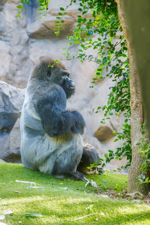 A large gorilla sitting on the grass near a tree. It is sitting in a relaxed posture with its arms...