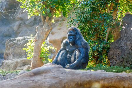 Large gorilla sitting near a tree, surrounded by lush green foliage and rocks in the background, displaying a calm and powerful presence in its natural habitatの写真素材