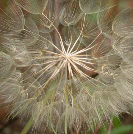 dandelion fluff