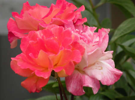 rose macro magicの写真素材