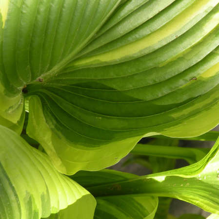 images in composition, garden1の写真素材
