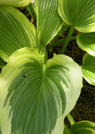 images in composition, garden3の写真素材