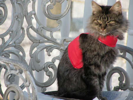 Asbury Park angel's Calender catsの写真素材