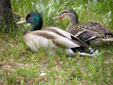 Mother & Father Duckの写真素材