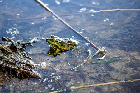 Frog in the pond, Murom reservoir, Kharkiv regionの写真素材