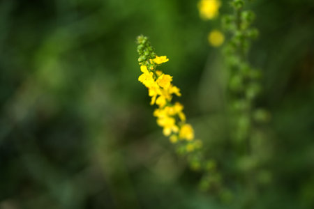 Flower in the field, yellow, macro photographyの写真素材