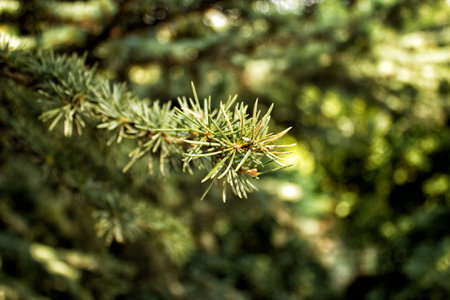 A wonderful frame of a branch, a Christmas tree, from Alupka Park, Crimea
