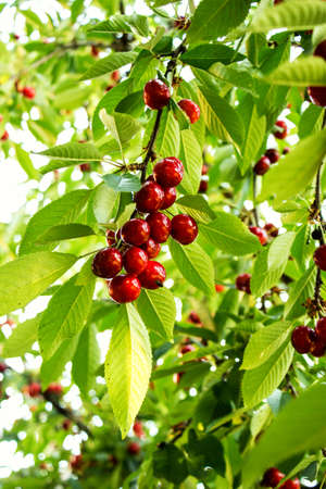 Sweet cherry, juicy on a branch, in the garden