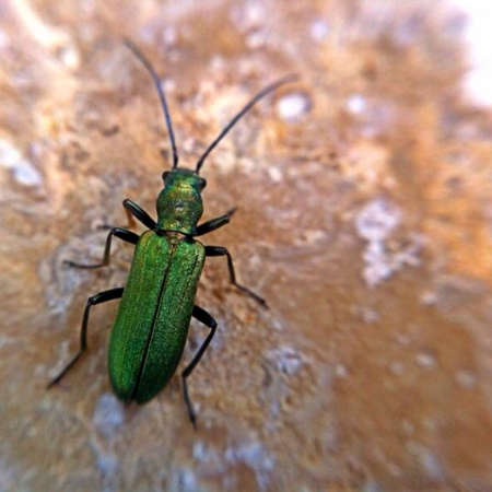 Green beetle の素材