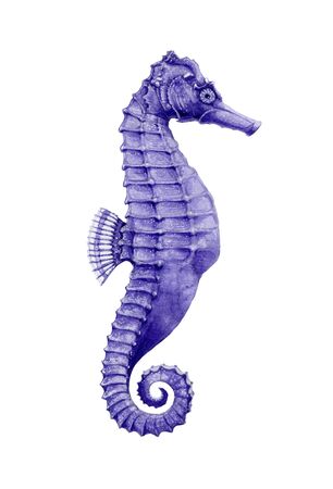 Watercolor illustration of a seahorse. Hand drawn small tropical sea fish, aquarium colorful creature, isolated on white background.の写真素材