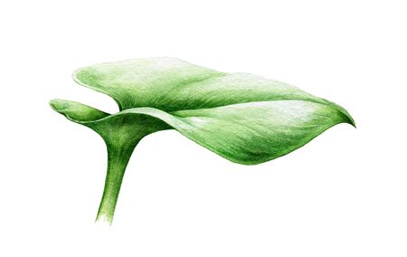 Green water lily leaf side view watercolor illustration. Lake or river fresh beautiful plant element, symbol of peace and serenity. Hand drawn pond lily leaf, isolated on white background.の写真素材