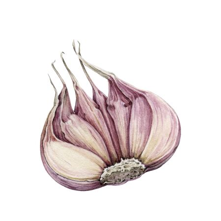 Garlic half cut root watercolor illustration. Spicy organic plant close up image. Hand drawn garlic vegetable bulb. Natural food ingredient element isolated on white background.の写真素材