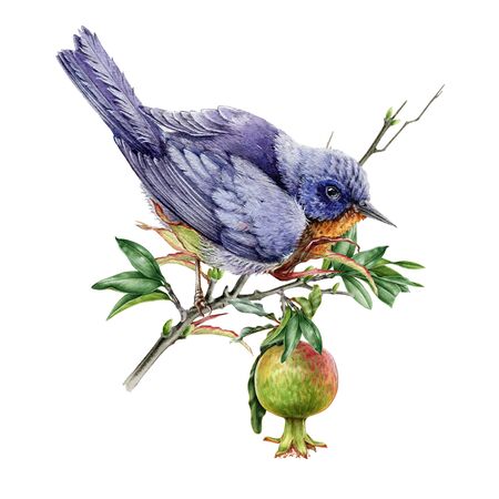 Watercolor illustration of an eastern bluebird on a pomegranate branch. Blue bird sitting on a tree among the leaves and fruit. Isolated on the white background.の写真素材