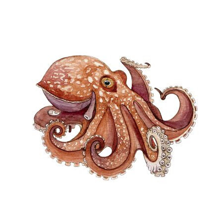 Octopus watercolor painted image. Hand drawn underwater aquatic animal. Wild octopus with eight tentacle single illustration. Beautiful marine creature isolated on white background.の写真素材