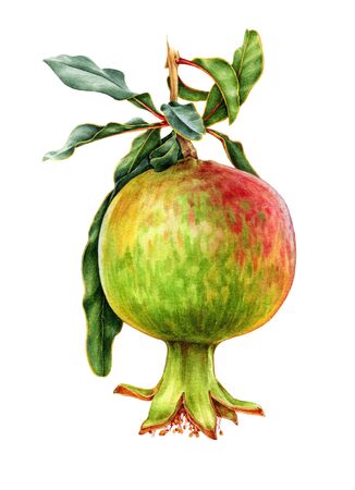 Watercolor illustration of a green pomegranate on the tree branch. Hand drawn fresh, organic fruit surrounded by leaves.の写真素材