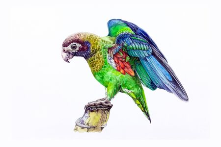 Watercolor illustration of a beautiful exotic parrot  on a tree branch. Green tropical small jungle bird isolated on a white background.の写真素材