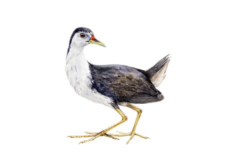 Watercolor illustration of a bird (black and white crake) with yellow legs. Water hen, a tropical bird, isolated on white background.の写真素材