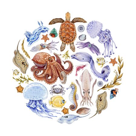 Coral reef sea animals watercolor illustrated round. Hand drawn beautiful octopus, sea turtle, jellyfish, stingray, coral fish, seaweed arrangement. Marine wildlife composition on white background.の写真素材