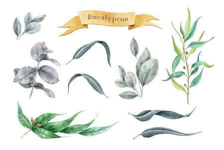 Eucalyptus leaf and branch watercolor illustration set. Hand drawn elements cinerea, gunnii, populus eucalyptus with leaves, fruit and branches. Aroma herbs isolated on white background.の写真素材