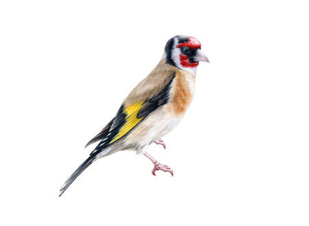 Goldfinch bird watercolor illustration. Hand drawn close up beautiful finch with black and yellow feathers. Goldfinch European song bird portrait isolated on white background.の写真素材