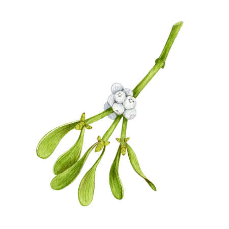 Mistletoe branch with white berries and green leaves watercolor illustration. Hand painted traditional seasonal Christmas and new year evergreen plant, isolated on white background.の写真素材